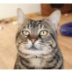 Wisco-lieber und sehr sozialer Schmusekater, EKH-Mix-Notfall-FIV positiv - Kater