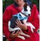 Wit, Podenco Mix Welpen - Rüde