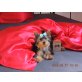 Witchy, Yorkshire Terrier - Rüde