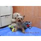Witchy, Yorkshire Terrier - Rüde