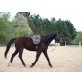 Wizard, Bayerisches Warmblut - Wallach