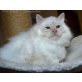 Wizzard, Heilige Birma - Kater