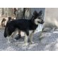 Wölfchen, Schäferhund-Mix - Rüde