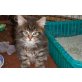 Wohnzimmerlöwen, Maine Coon - Katze