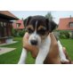 Wolfgang Amadeus Mozart, Jack-Russell-Terrier Welpen - Rüde
