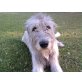 Wolfgang, Irish Wolfhound - Rüde