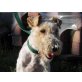 Wolfi 2, Foxterrier - Rüde
