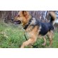 Wolfi  junge Schäferhund - Rüde