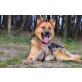 Wolfi  junge Schäferhund, Wolfi  junge Schäferhund - Rüde