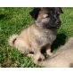 Wolfsspitz-Mittelspitz Dame sucht Familie :-) Welpen - Hündin