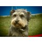 Wolfy, Traumhund sucht Traumfamilie - Rüde