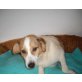 Wolli, Familienanschluss gesucht - Rüde