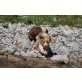 Wonneproppen, Australian Shepherd Dog Welpen - Hündin