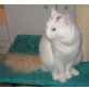 Woody Halblanghaar Kater, Türkische Van Katze - Kater