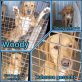 Woody, Labrador-Mix - Rüde