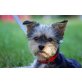 Woody , Yorkhire Terrier Welpen - Rüde