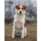Wooki, Terrier-Mischling - Rüde