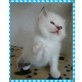 Wothan, Heilige Birma - Kater