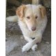 Woula, Labrador - Hündin