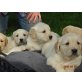 Wunderbare Golden Retriever Welpen, Golden Retriever Welpen - Hündin