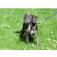 Wunderbares Hundekind sucht liebe Menschen! - Hündin