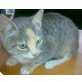 Wunderhübsch gezeichnetes Katzenbaby 'Kessi' - Katze