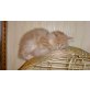 'Wunderhübsche Angora mit Perser Mix Babies' - Kater