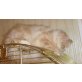 Wunderhübsche Angora mit Perser Mix Babies' - Kater