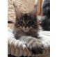 Wunderhübsche Maine Coon Babies!, Maine Coon - Katze