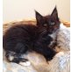 Wunderhübsche Maine Coon Prinzessin 'Every', Maine Coon - Katze