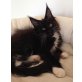 Wunderhübsche Maine Coon Prinzessin 'Every', Maine Coon - Katze