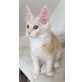 Wunderhübscher Maine Coon Bub!, Maine Coon - Kater