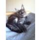 Wunderhübscher Maine Coon Kater abzugeben!, Maine Coon - Kater