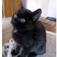 Wunderhübscher, verschmuster 'Quider'! Freig - Kater