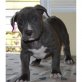 Wunderschöne American Pitbull Red Nose Welpen, Amerikanischer Pit-Bullterrier - Rüde