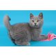Wunderschöne BKH-Kartäuser-Kitten, Britisch Kurzhaarkatze - Katze