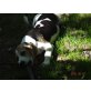 Wunderschöne Beagle Kinder, Beagle Welpen - Hündin