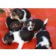 Wunderschöne Beagle Welpen, Beagle - Hündin