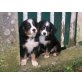 Wunderschöne Berner Sennen Buben, Berner Sennenhund Welpen - Hündin