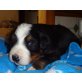 Wunderschöne Berner Sennen Welpen, Berner Sennenhund Welpen - Hündin