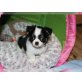Wunderschöne Chihuahua Welpen, Chihuahua kurzhaariger Schlag - Hündin