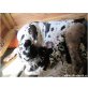 Wunderschöne Deutsche Doggen Welpen Papieren , Deutsche Dogge Welpen - Rüde