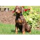 Wunderschöne Dobermannwelpen, Dobermann - Rüde