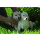 Wunderschöne Golden Retriever Welpen, Golden Retriever Welpen - Hündin