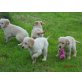 Wunderschöne Golden Retriever Welpen, Golden Retriever Welpen - Hündin