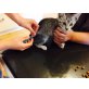 Wunderschöne Graue Katzenwelpen - Katze
