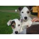 Wunderschöne Jack Russell Welpen, Jack-Russell-Terrier Welpen - Rüde