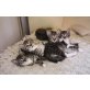 Wunderschöne Katzenbabies, Siam/ Hauskatze - Kater