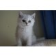 Wunderschöne Kitten, Perser Silber - Kater
