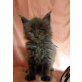 Wunderschöne Maine Coon Blaubärchen mit Pap.., Maine Coon - Kater